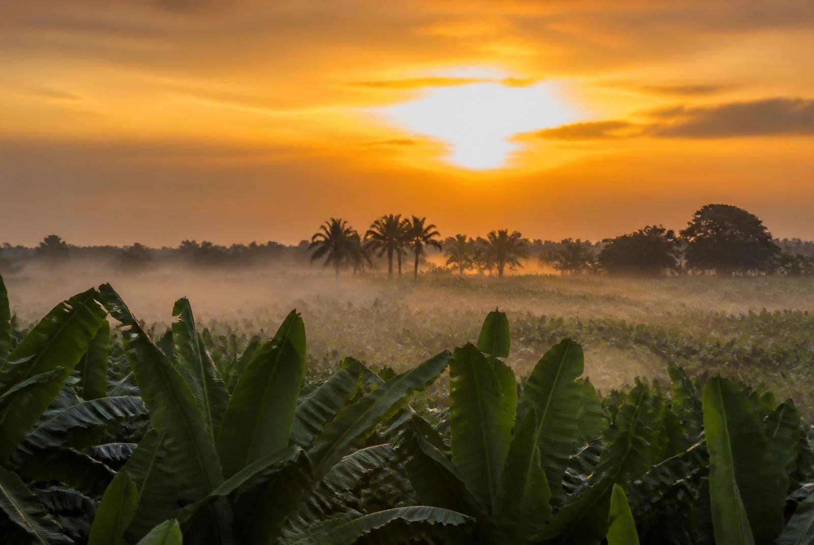 Amanecer sobre el trópico de Tabasco