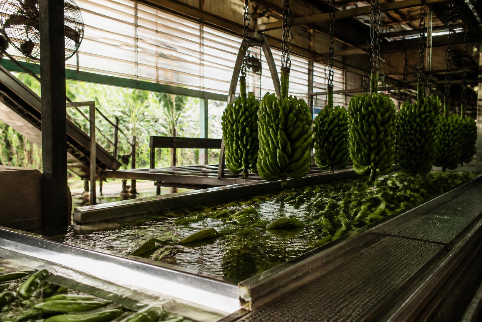 Interior de la empacadora — plátano verde en tanques de lavado