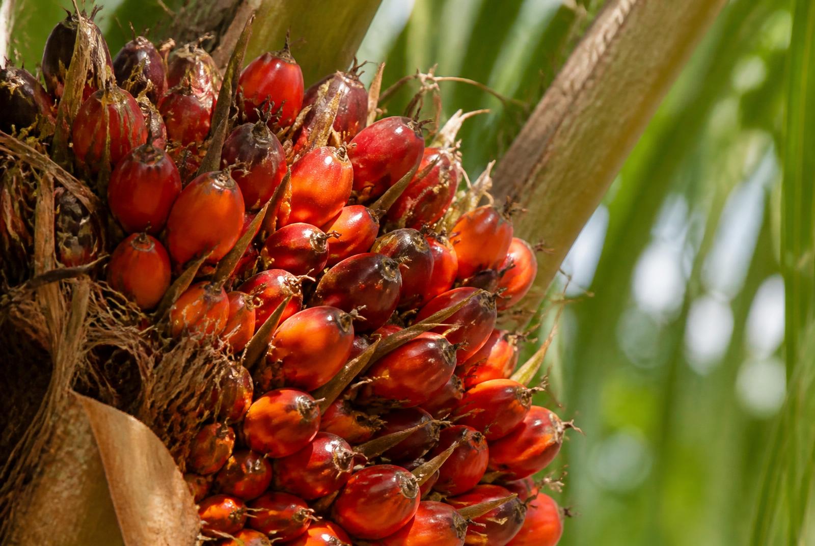 Racimo de fruta fresca de palma de aceite